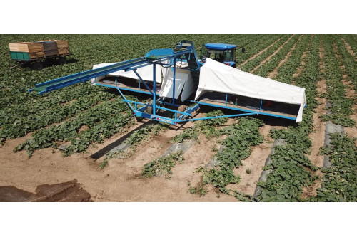 Kombajn do ogórków